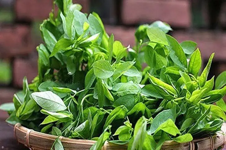 Hướng Dẫn Chi Tiết Cách Nấu Canh Rau Ngót Với Thịt Thơm Ngon Hướng Dẫn Chi Tiết Cách Nấu Canh Rau Ngót Với Thịt Thơm Ngon