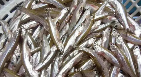 Hướng Dẫn Cách Nấu Canh Rau Sắn Với Tép Ngọt Mát