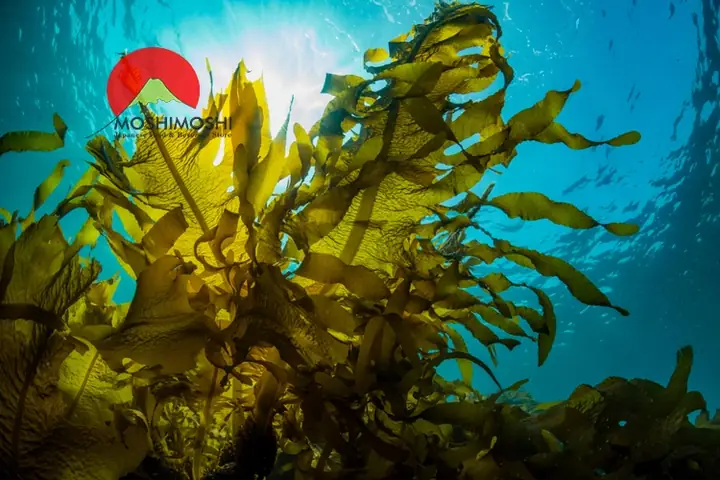 Hướng Dẫn Chi Tiết Cách Nấu Canh Rong Biển Nhật Bản Chuẩn Vị Hướng Dẫn Chi Tiết Cách Nấu Canh Rong Biển Nhật Bản Chuẩn Vị