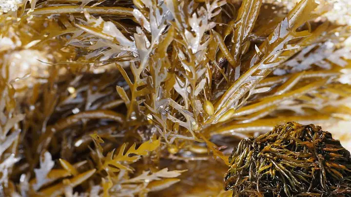 Cách Nấu Canh Rong Mơ Ngon Ngọt, Chuẩn Vị Tại Nhà