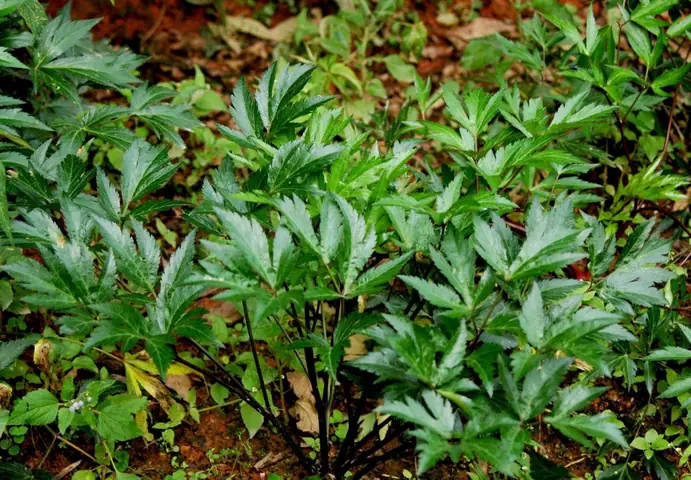 Cách Nấu Canh Sâm Đương Quy Bổ Dưỡng Chuẩn Vị Tại Nhà