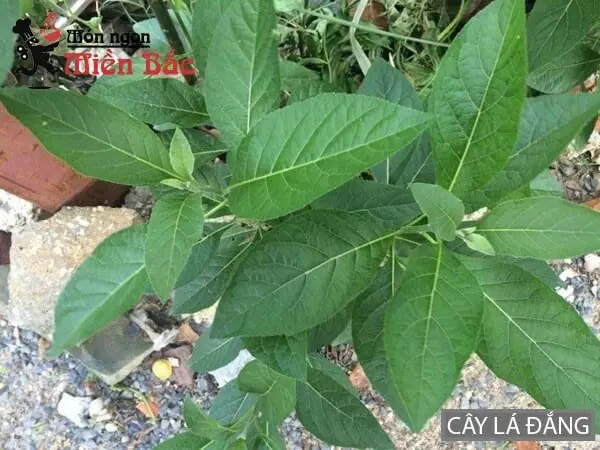 Cách Nấu Canh Tiết Bò Ngon Đúng Điệu, Chuẩn Vị Gia Đình