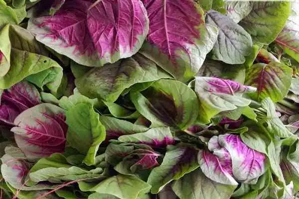 Hướng Dẫn Chi Tiết Cách Nấu Canh Tôm Rau Dền Ngọt Mát Chuẩn Vị Hướng Dẫn Chi Tiết Cách Nấu Canh Tôm Rau Dền Ngọt Mát Chuẩn Vị