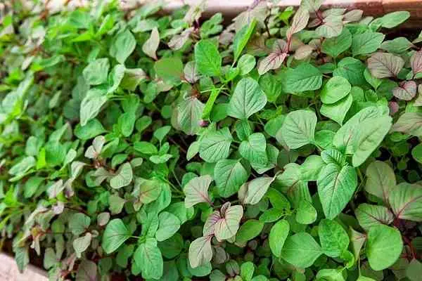 Hướng Dẫn Chi Tiết Cách Nấu Canh Tôm Rau Dền Ngọt Mát Chuẩn Vị Hướng Dẫn Chi Tiết Cách Nấu Canh Tôm Rau Dền Ngọt Mát Chuẩn Vị