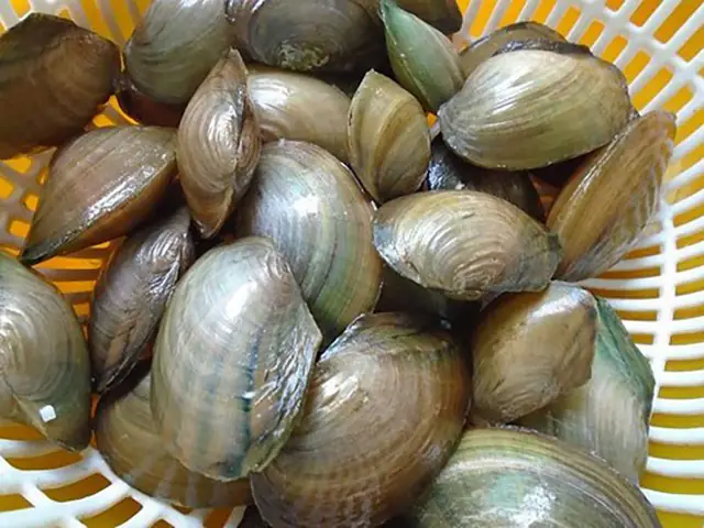 Kinh nghiệm chọn trai tươi ngon