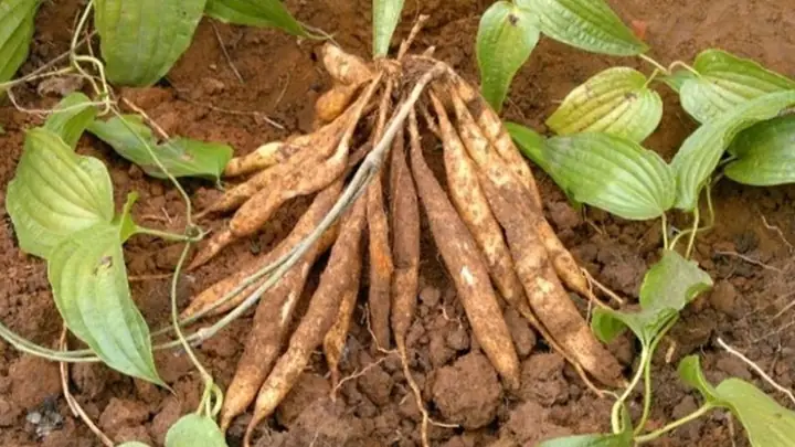 Cách Nấu Cao Bách Bộ Tại Nhà Đơn Giản, Hiệu Quả