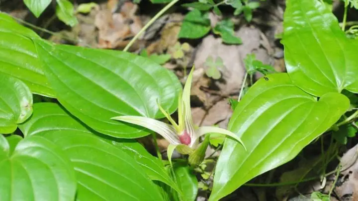 Cách Nấu Cao Bách Bộ Tại Nhà Đơn Giản, Hiệu Quả