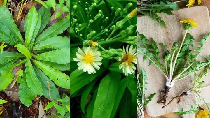 Hướng Dẫn Chi Tiết Cách Nấu Cao Bồ Công Anh Tại Nhà Hướng Dẫn Chi Tiết Cách Nấu Cao Bồ Công Anh Tại Nhà