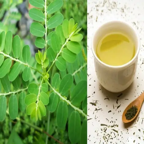 Hướng Dẫn Chi Tiết Cách Nấu Cao Cây Chó Đẻ Hiệu Quả Tại Nhà