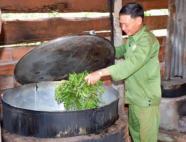 Cách Nấu Cao Cây Đinh Lăng Tại Nhà Đơn Giản, Hiệu Quả