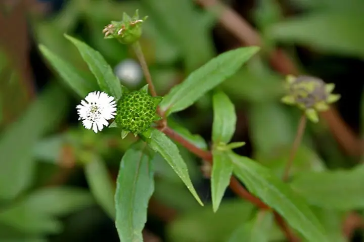 Hướng Dẫn Chi Tiết Cách Nấu Cao Cỏ Mực