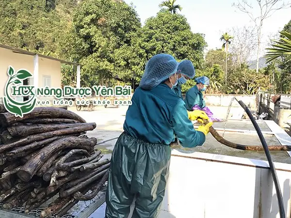 Hướng Dẫn Chi Tiết Cách Nấu Cao Dây Gắm Tại Nhà