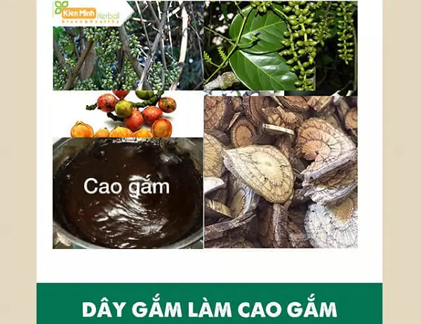 Hướng Dẫn Chi Tiết Cách Nấu Cao Dây Gắm Tại Nhà