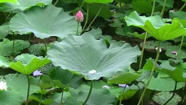 Cách Nấu Cao Lá Sen Thanh Mát, Tốt Cho Sức Khỏe