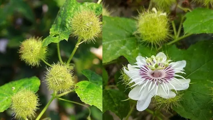 Cách Nấu Cao Lạc Tiên Thanh Nhiệt, An Thần Dễ Ngủ