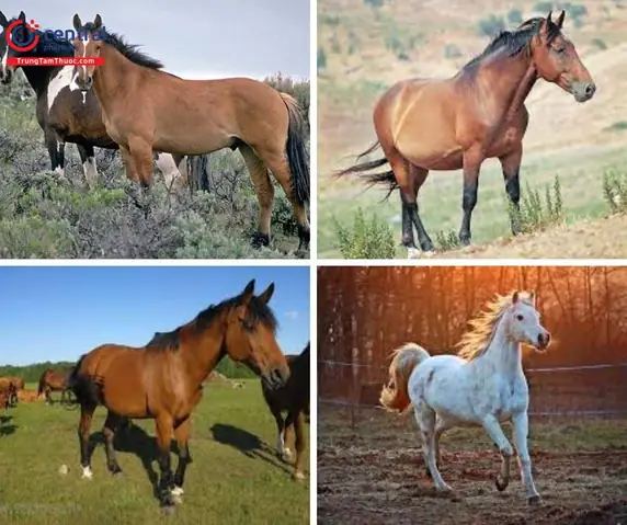 Cách Nấu Cao Ngựa Bạch Chuẩn Khoa Học Tại Nhà Cách Nấu Cao Ngựa Bạch Chuẩn Khoa Học Tại Nhà