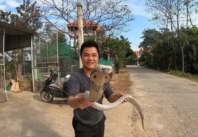 Hướng dẫn chi tiết cách nấu cao rắn hổ mang đúng chuẩn