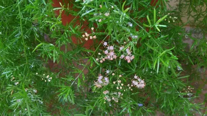 Hướng Dẫn Chi Tiết Cách Nấu Cao Thiên Môn Tại Nhà