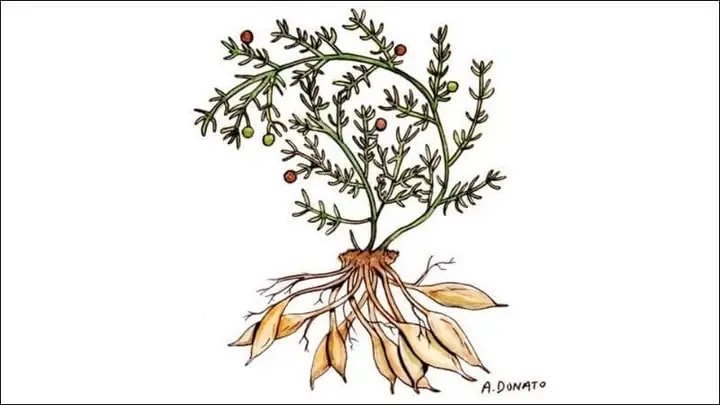 Hướng Dẫn Chi Tiết Cách Nấu Cao Thiên Môn Tại Nhà