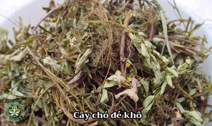 Cách Nấu Cây Chó Đẻ: Hướng Dẫn Chi Tiết Và Lưu Ý Quan Trọng