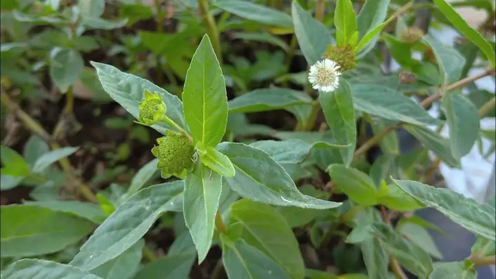 Cách Nấu Cây Cỏ Mực: Hướng Dẫn Chế Biến Đầy Đủ Nhất Cách Nấu Cây Cỏ Mực: Hướng Dẫn Chế Biến Đầy Đủ Nhất