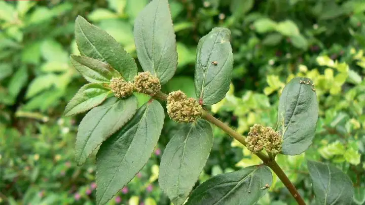 Cách Nấu Cây Cỏ Sữa: Hướng Dẫn Chi Tiết Từ A Đến Z Cách Nấu Cây Cỏ Sữa: Hướng Dẫn Chi Tiết Từ A Đến Z