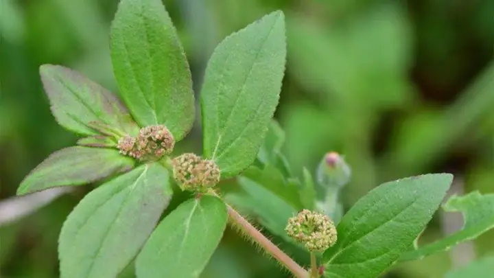 Cách Nấu Cây Cỏ Sữa: Hướng Dẫn Chi Tiết Từ A Đến Z Cách Nấu Cây Cỏ Sữa: Hướng Dẫn Chi Tiết Từ A Đến Z