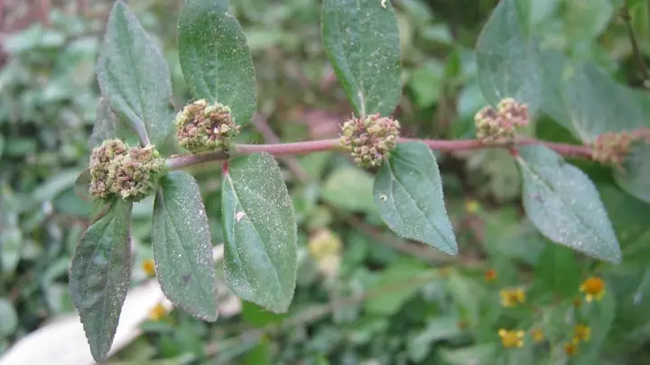 Cách Nấu Cây Cỏ Sữa: Hướng Dẫn Chi Tiết Từ A Đến Z Cách Nấu Cây Cỏ Sữa: Hướng Dẫn Chi Tiết Từ A Đến Z