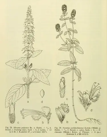 Cách Nấu Cây Sương Sáo Khô Chuẩn Vị, Mát Lạnh Giải Nhiệt