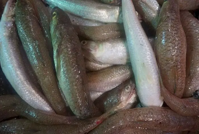 Hướng Dẫn Chi Tiết Cách Nấu Chả Cá Mòi Thơm Ngon Chuẩn Vị