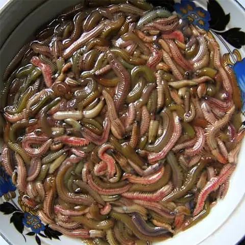 Cách Nấu Chả Rươi Ngon Đậm Đà Hương Vị Vùng Miền