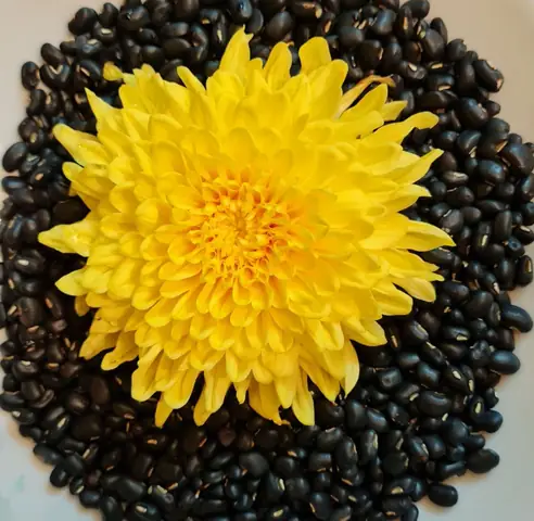 Hướng Dẫn Từng Bước Nấu Cháo Ba Ba Thơm Ngon Đầy Dưỡng Chất