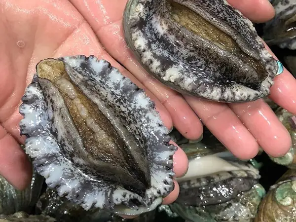 7 Cách Nấu Cháo Bào Ngư Cho Bé Ăn Dặm Đủ Dinh Dưỡng & Ngon Miệng