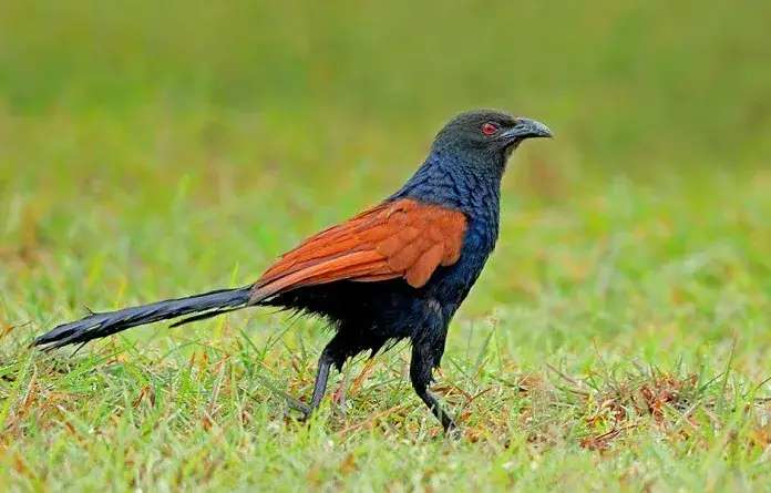 Hướng dẫn chi tiết cách nấu cháo bìm bịp bổ dưỡng, không tanh