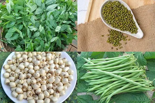 Cách Nấu Cháo Bồ Câu Không Tanh: Chuẩn Vị, Giàu Dinh Dưỡng