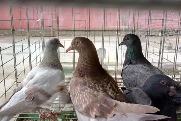 Cách Nấu Cháo Bồ Câu Không Tanh: Chuẩn Vị, Giàu Dinh Dưỡng