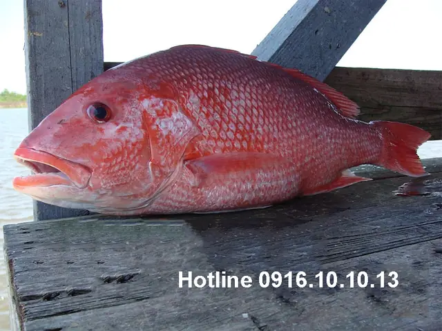 Nguyên liệu cần chuẩn bị khi nấu cháo cá hồngbiển: