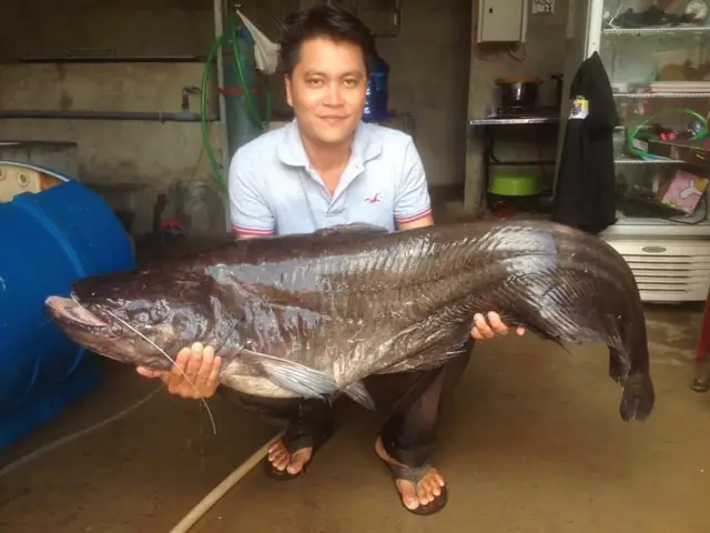 Hướng Dẫn Nấu Cháo Cá Leo Chuẩn Vị, Đơn Giản Hướng Dẫn Nấu Cháo Cá Leo Chuẩn Vị, Đơn Giản