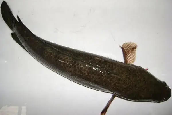 Hướng Dẫn Nấu Cháo Cá Lóc Cho Bé Không Bị Tanh, Thơm Ngon