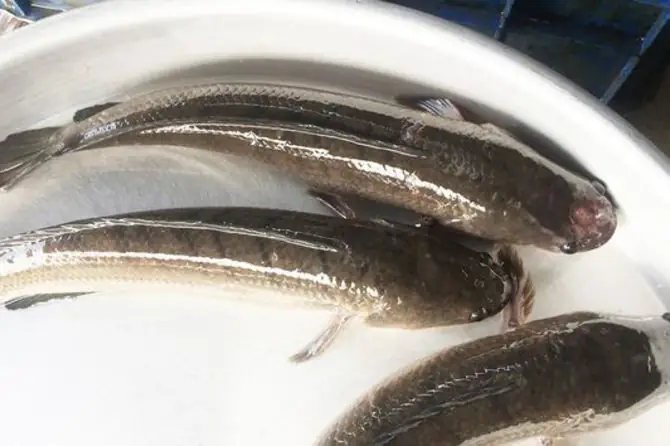 cách nấu cháo cá lóc miền tây