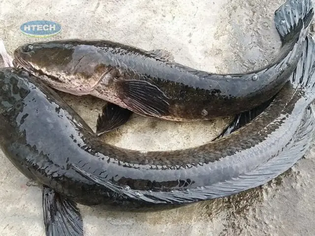 Cách Nấu Cháo Cá Lóc Ngon Không Bị Tanh Cho Bé Ăn Dặm Cách Nấu Cháo Cá Lóc Ngon Không Bị Tanh Cho Bé Ăn Dặm