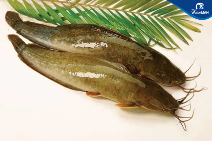 Cách Nấu Cháo Cá Trê Ngon, Thơm Lừng, Bổ Dưỡng Chuẩn Vị Gia Truyền