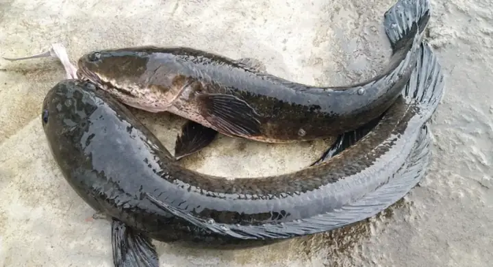 Cách Nấu Cháo Canh Cá Lóc Hà Tĩnh Chuẩn Vị Tại Nhà Cách Nấu Cháo Canh Cá Lóc Hà Tĩnh Chuẩn Vị Tại Nhà