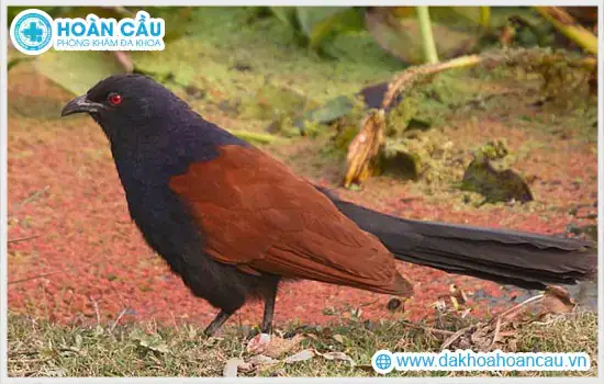 Cách Nấu Cháo Chim Bìm Bịp Thơm Ngon, Bổ Dưỡng Tại Nhà