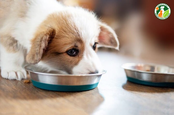 cách nấu cháo cho chó con 1 tháng tuổi