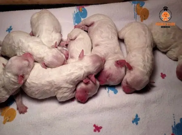 Chế Biến Cháo Ăn Dặm Cho Chó Con: Hướng Dẫn Từng Bước Chế Biến Cháo Ăn Dặm Cho Chó Con: Hướng Dẫn Từng Bước