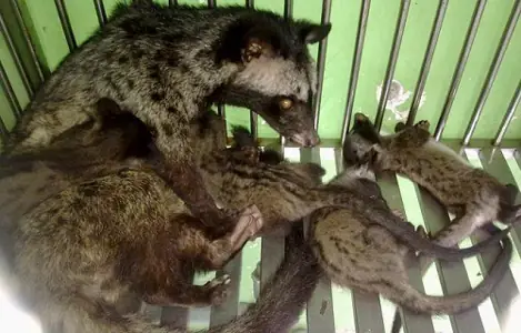 Cách Nấu Cháo Cho Chồn Hương Đúng Chuẩn, Đảm Bảo Dinh Dưỡng