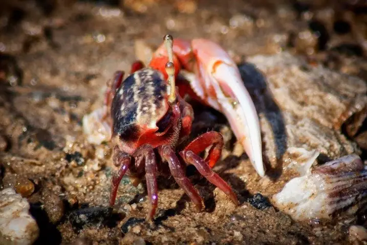 Cách Nấu Cháo Còng Biển Thơm Ngon, Đậm Đà Chuẩn Vị Miền Biển Cách Nấu Cháo Còng Biển Thơm Ngon, Đậm Đà Chuẩn Vị Miền Biển