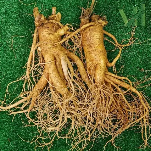 Cách Nấu Cháo Gà Với Sâm Tươi: Bí Quyết Bồi Bổ Sức Khỏe Chuẩn Vị Gia Đình