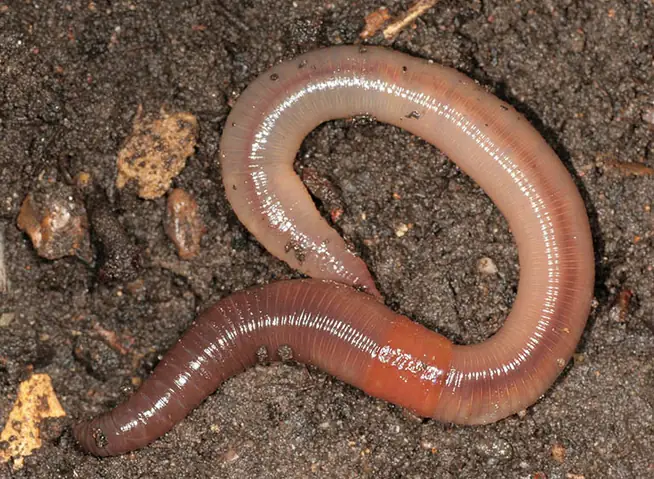 Cách Nấu Cháo Giun Đất: Sự Thật, Nguy Cơ và Lời Khuyên An Toàn